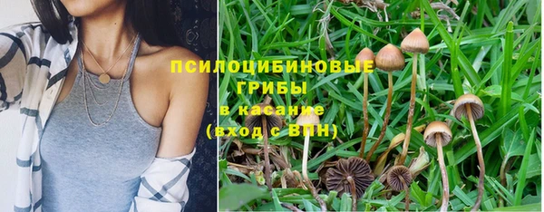 стаф Новозыбков