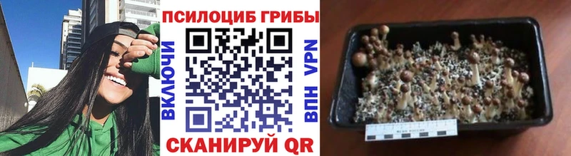 Псилоцибиновые грибы Magic Shrooms  Купить  Пудож 